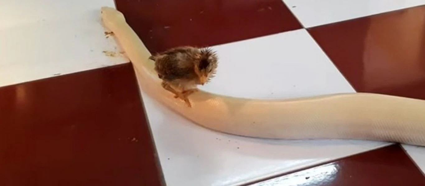 Κοτοπουλάκι βολτάρει ανενόχλητο στη πλάτη ενός πύθωνα (βίντεο)